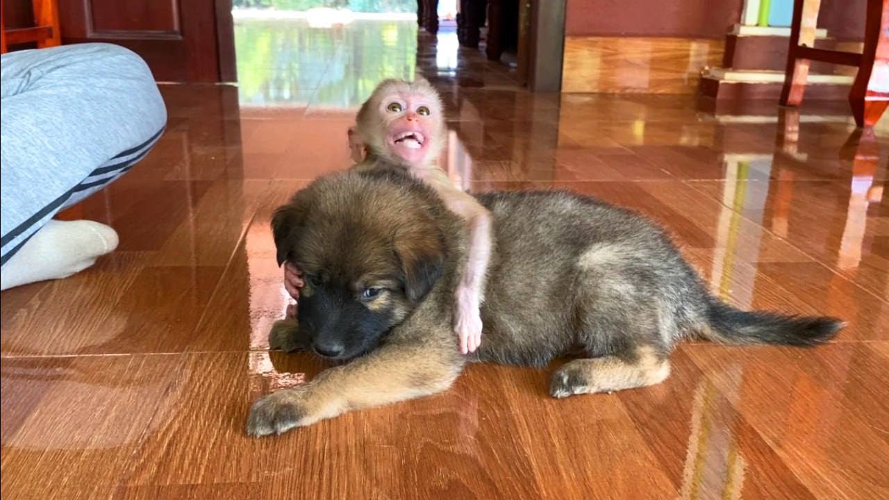 Baby Mnkey Jasmine Huq Puppy When She Wan’t Bath