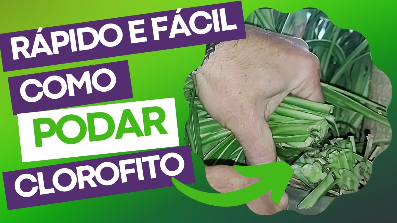 COMO PODAR CLOROFITO - DICAS E CUIDADOS COM O SEU CLOROFITO.