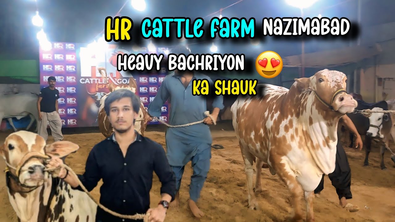 HR Cattle Farm Nazimabad Mein Heavy Bachriyon Ka Shandaar Shauk | Bakra Eid 2025 | #youtube #yt