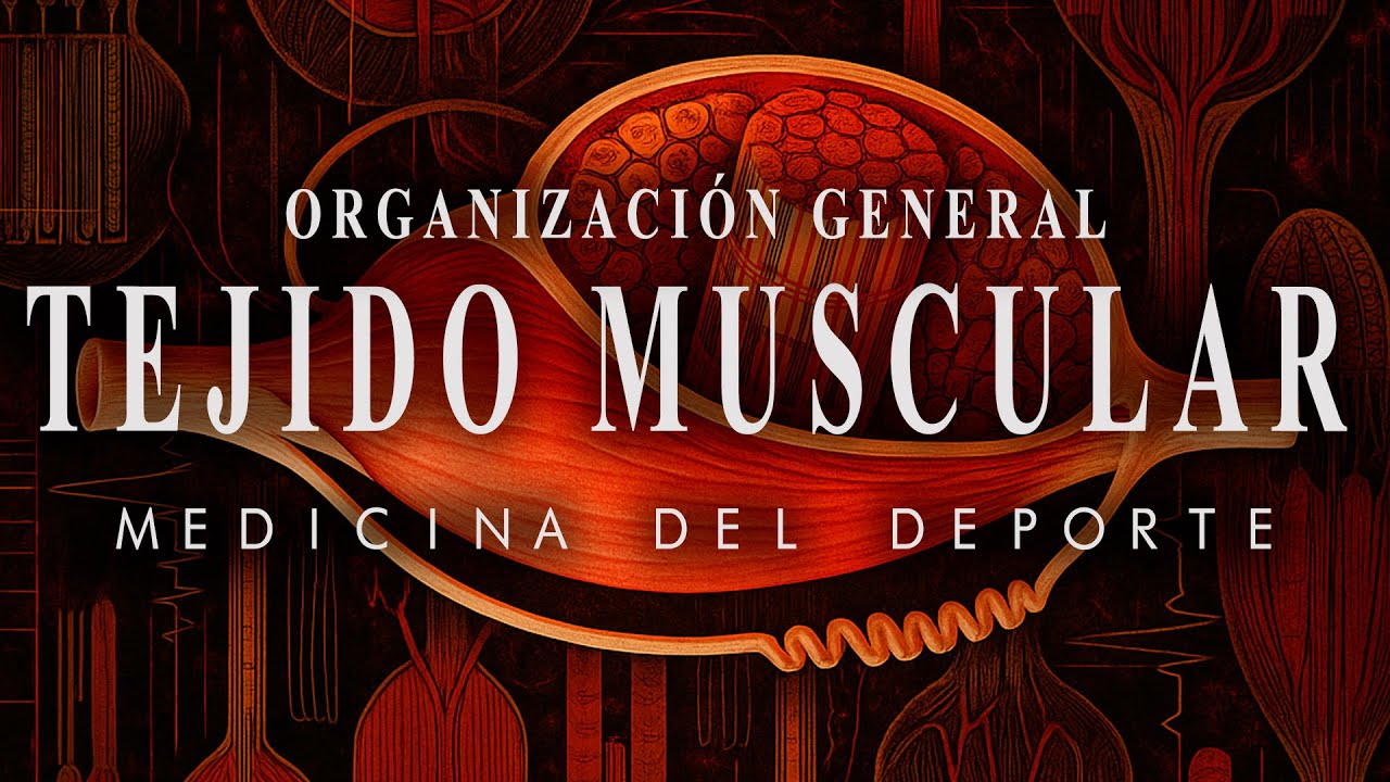 FISIOLOGÍA MUSCULAR - Organización General del Tejido Muscular (Sarcómero, Bandas, Actina & Miosina)