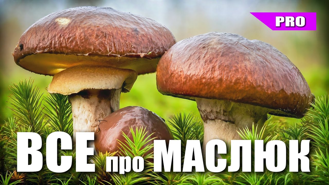 МАСЛЮКИ! Що треба знати про ці смачні лісові гриби?