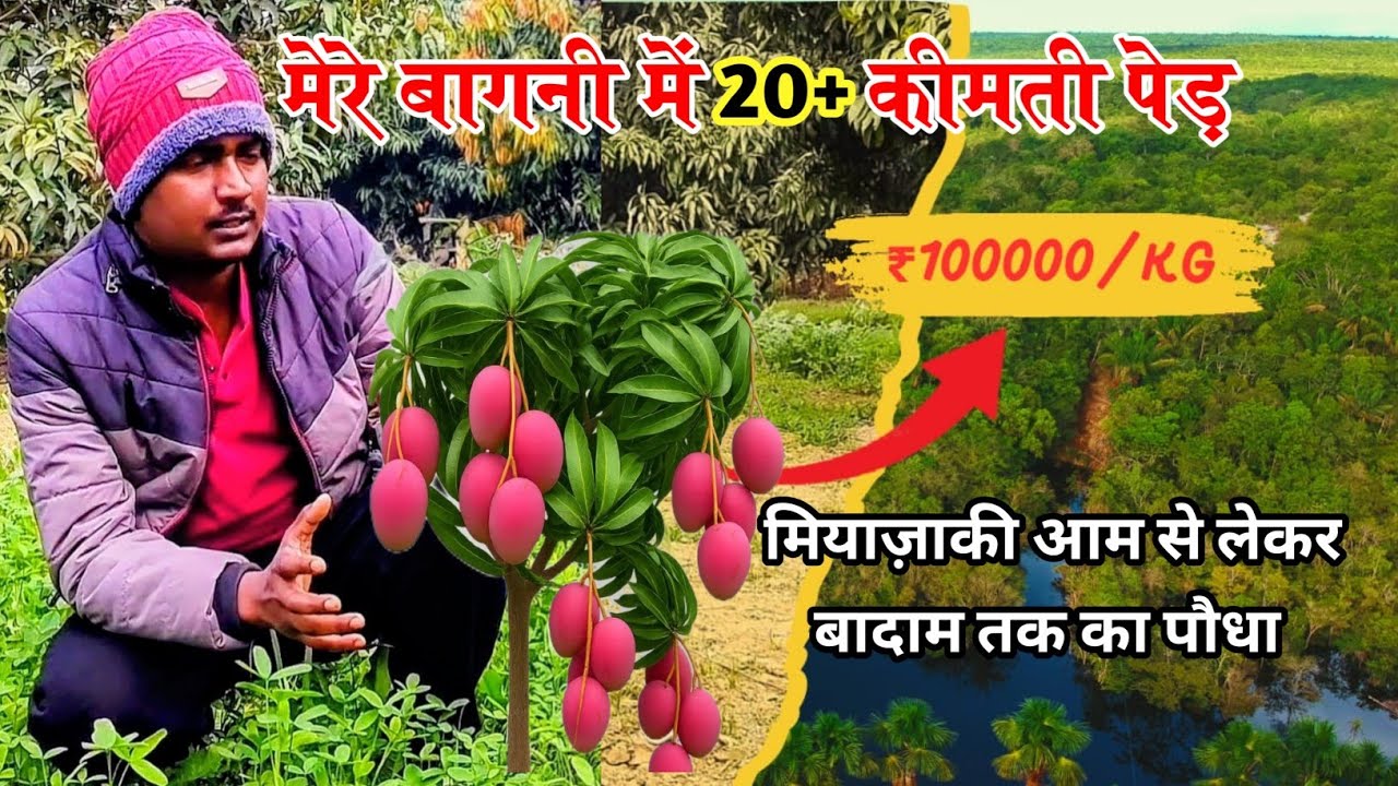 मेरे बागनी में 20+ कीमती पेड़ 🌳 | मियां जाकी आम से लेकर बादाम तक 😲 | Mini Vlog