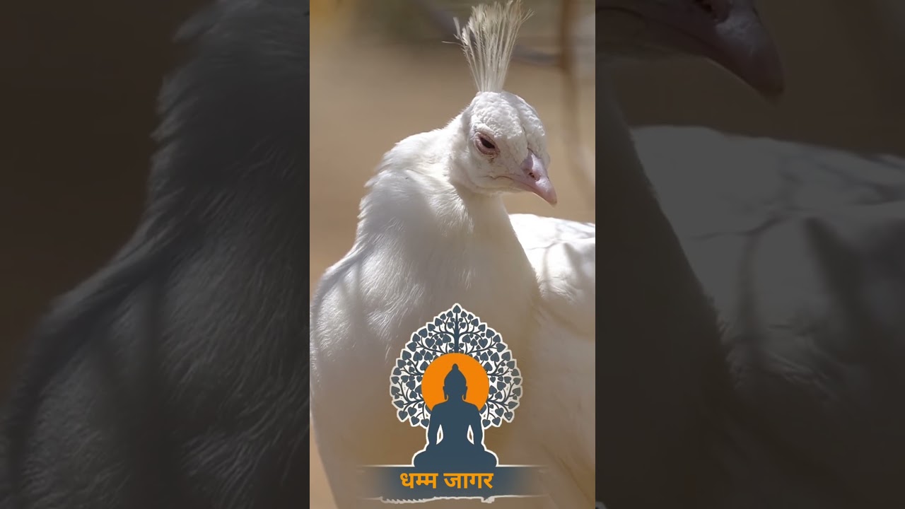 mor paritta | Peacock circumambulation #Buddha #Buddha