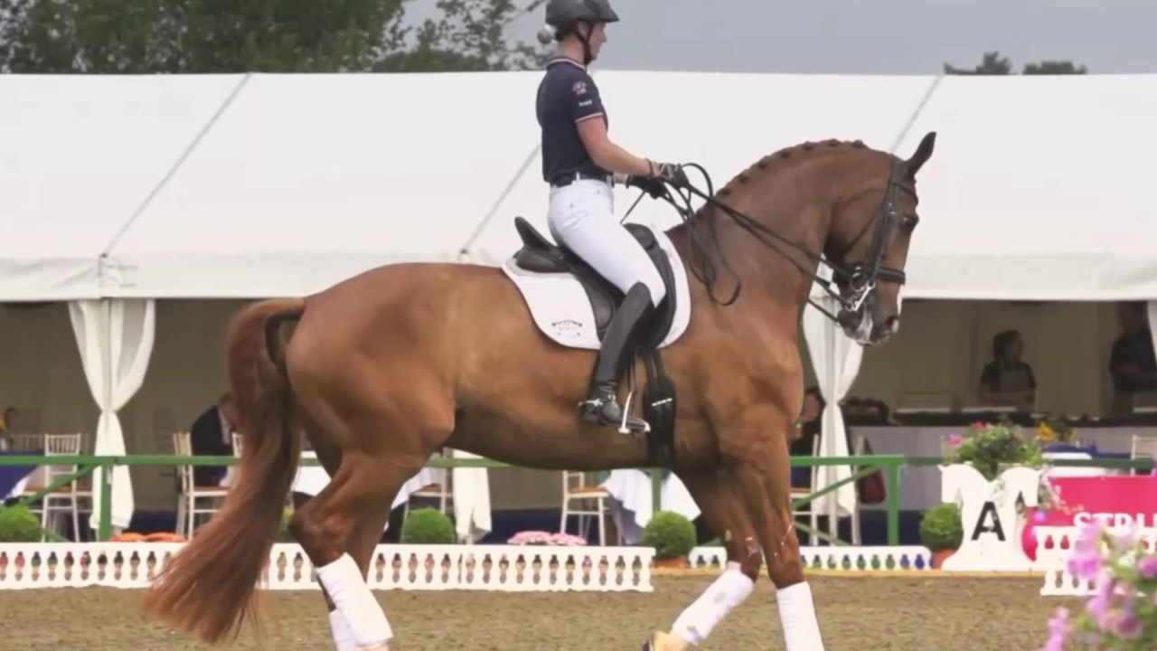 ||All Time Low|| Dressage Music Video