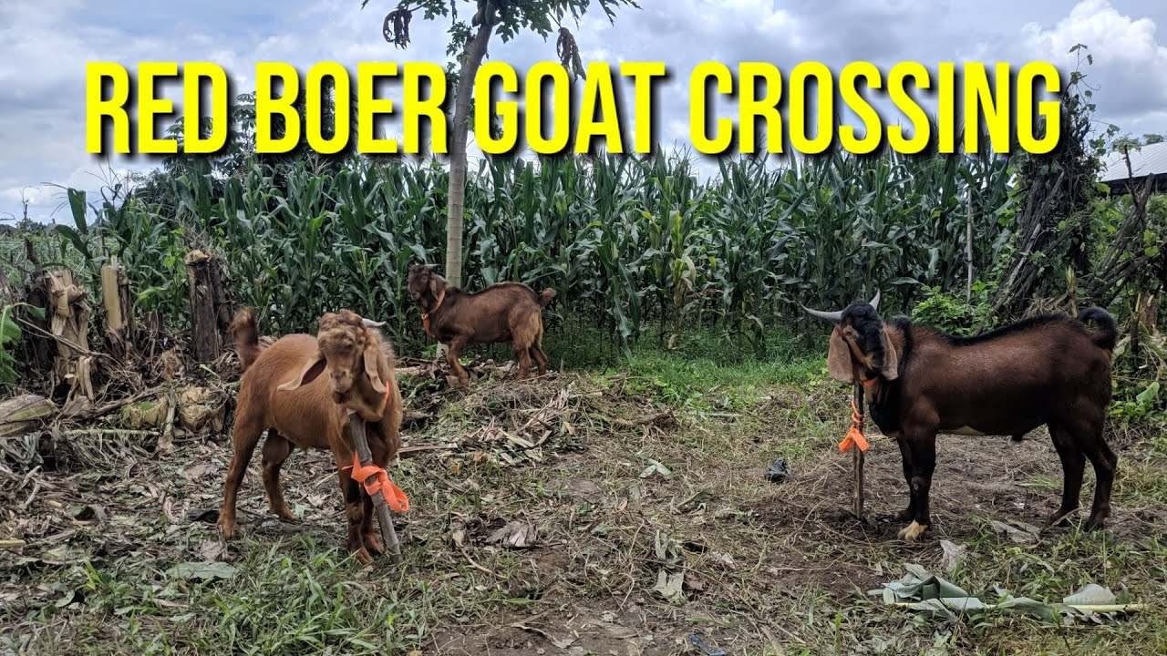 Goat Crossing Boer | Boer Goat Crossing