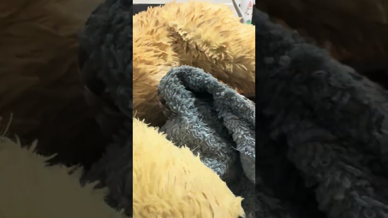 My night routine(with my toy dog I will not show my face again sy)