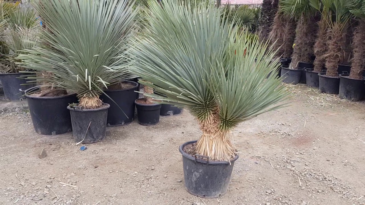 BestpalmTV. Yucca rostrata z dwiema głowami. Bomba 💣