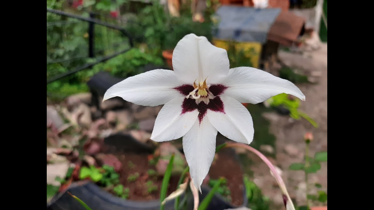 Gladiolus murielae / Gladiolo de Abisinia / Acidanthera murielae / Acidanthera bicolor