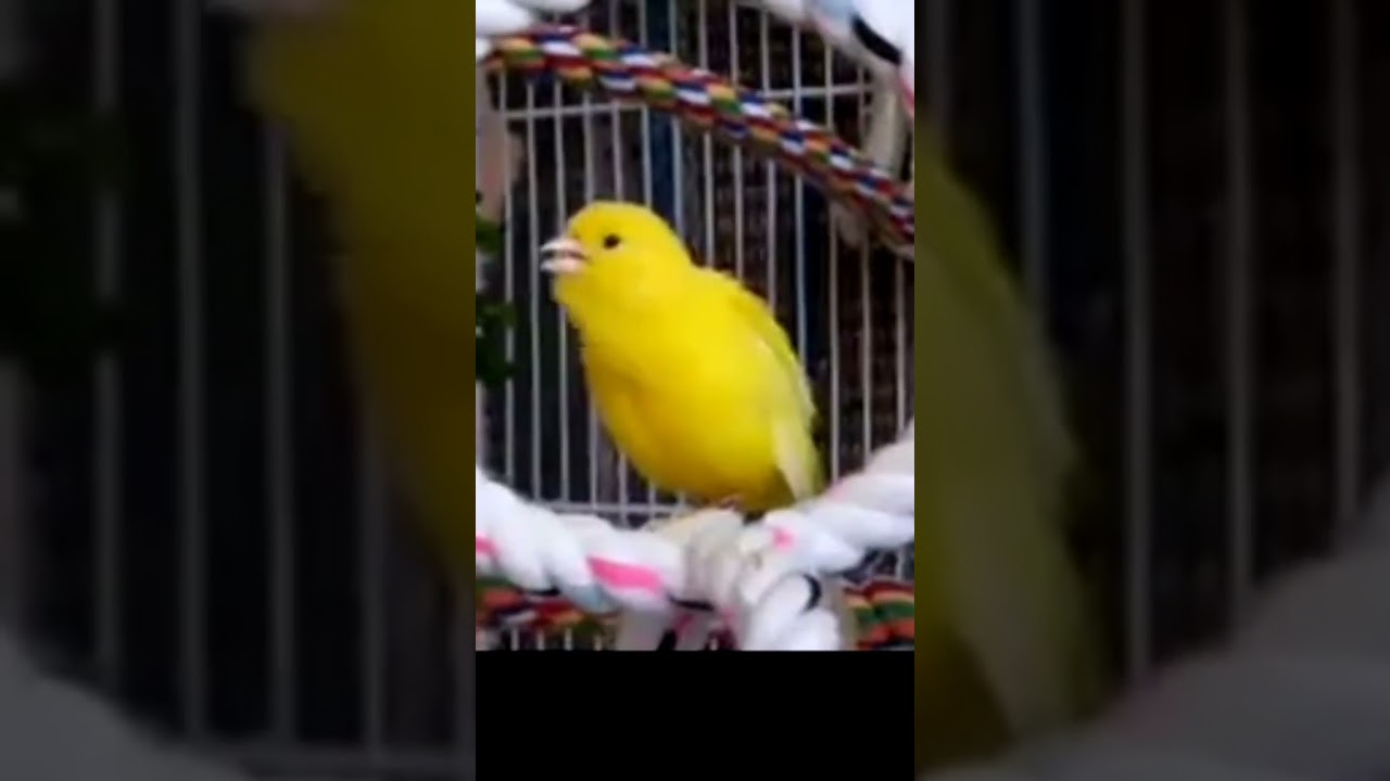 canary singing #canarybelga #canarylover #viralvideo #viralvideo
