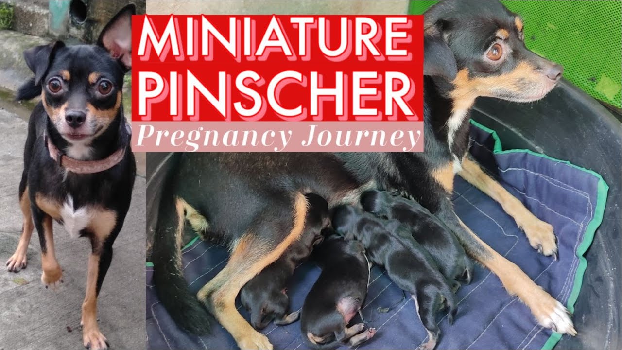 MINI PINSCHER PREGNANCY JOURNEY AND GIVING BIRTH