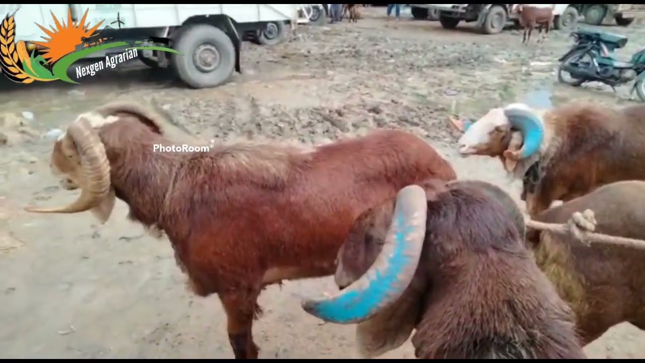 Sindhanur sheep market @Nexzen Agrarian