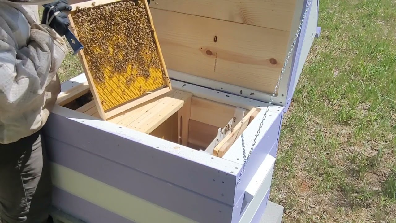 First check in the Layens Hives
