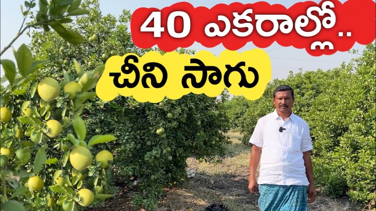 40 ఎకరాల్లో చీని సాగు.. ఎకరం 30 టన్నుల పంట | రైతు బడి