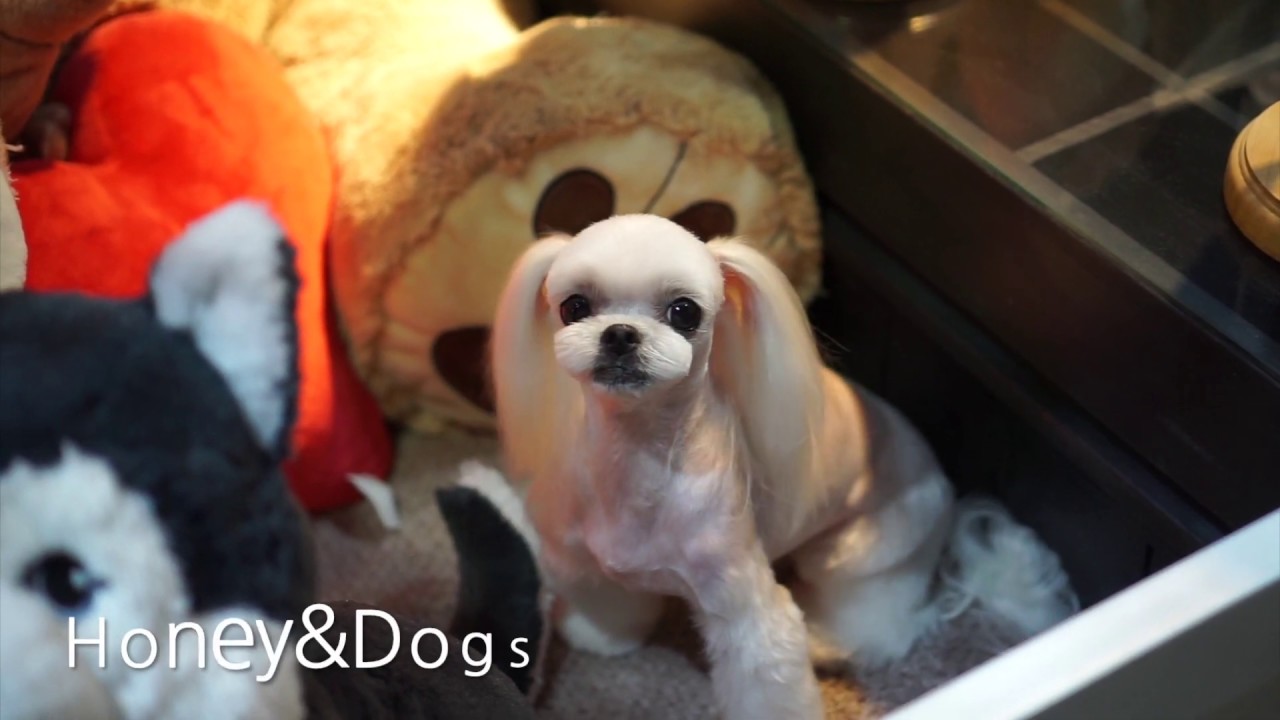우아하게..세련되게..말티즈미용 말티즈스포팅,가위컷,Maltese grooming,허니앤독스