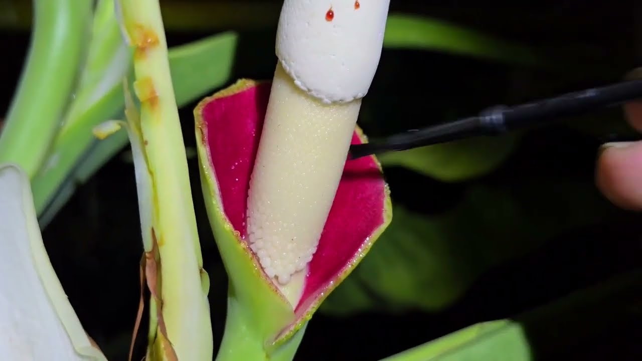 Pollinating Philodendron - New Hybrids created at E.F.G. Orchids