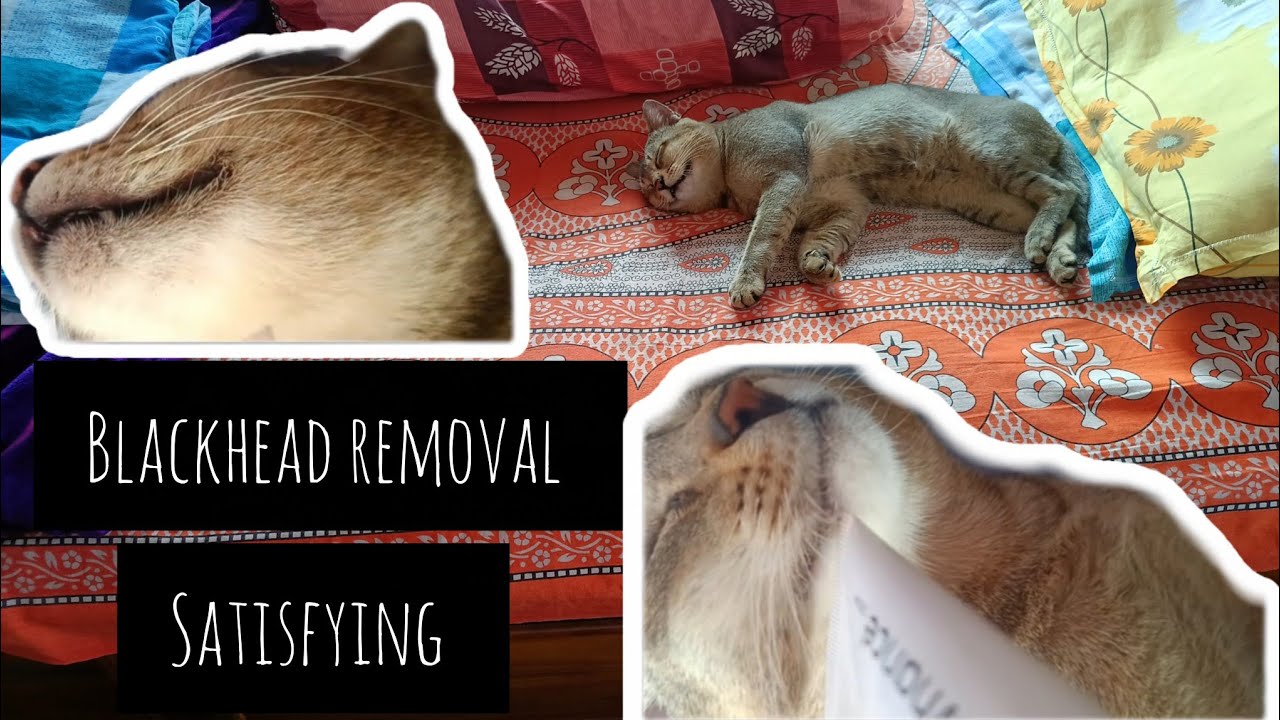 🖤 Removing My Cat’s Blackheads (Chin & Lip) – Surprisingly Satisfying + What You Should Know!
