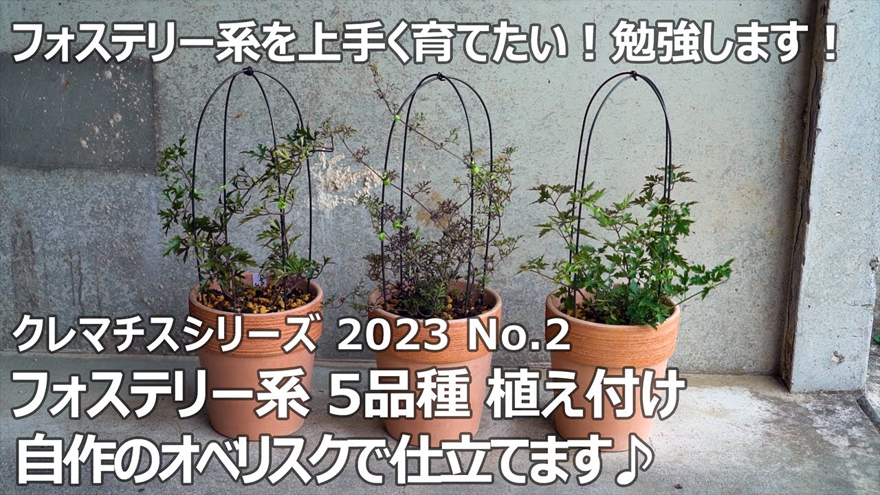 【クレマチスシリーズ2023　No.2】 フォステリー系クレマチス5品種植え付け ～苦手なフォステリー系を育てます～