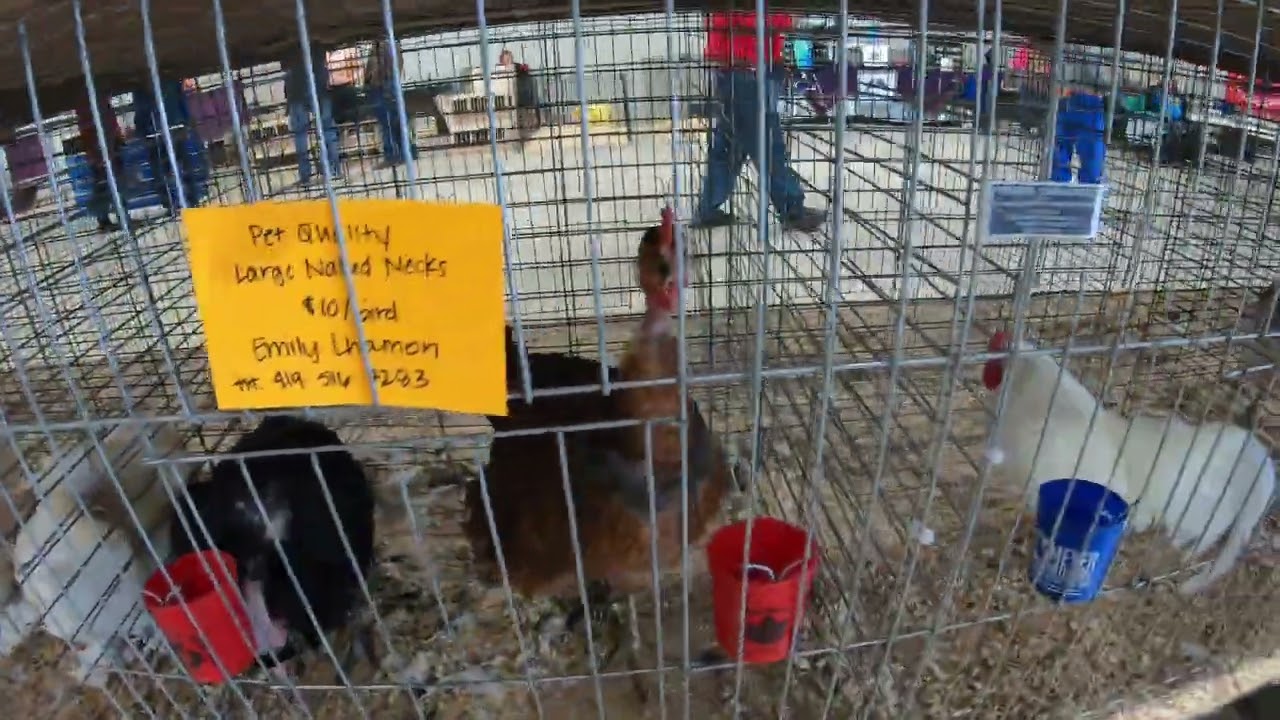 Poultry For Sale..Traders row at Dayton Poultry Show