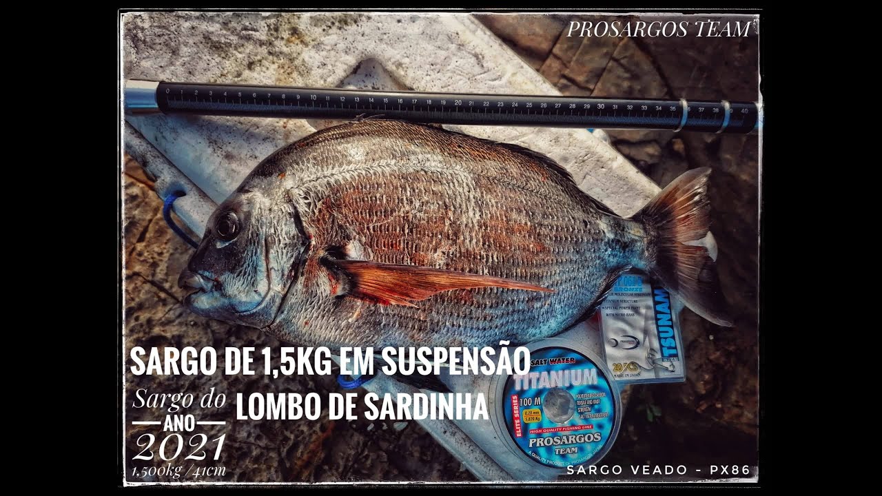 Sargo de 1,5Kg em suspensão