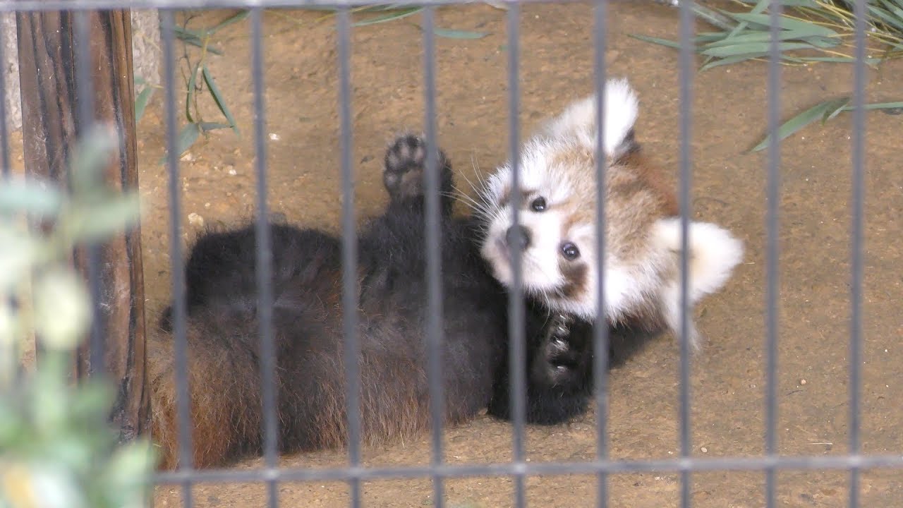 レッサーパンダ の双子の赤ちゃん『ニーコ』と『令花』 (鯖江市 西山動物園) 2019年11月1日