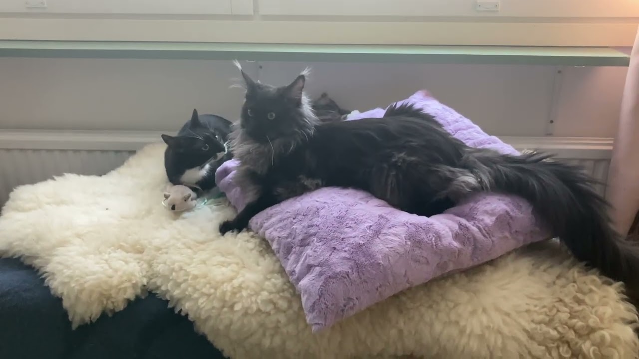 Smaller is older than bigger 😂🐈‍⬛🐈‍⬛💕