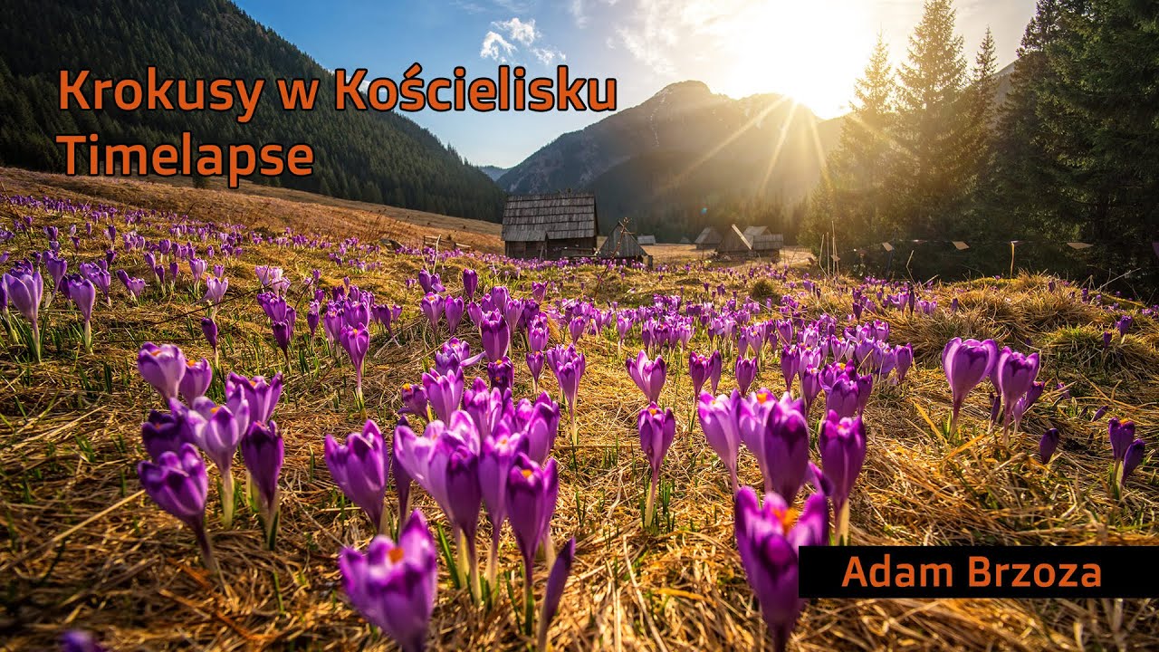 Gmina Kościelisko - Krokusy