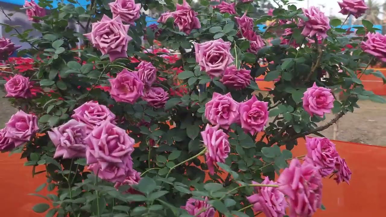 Rose trees in flower exhibition