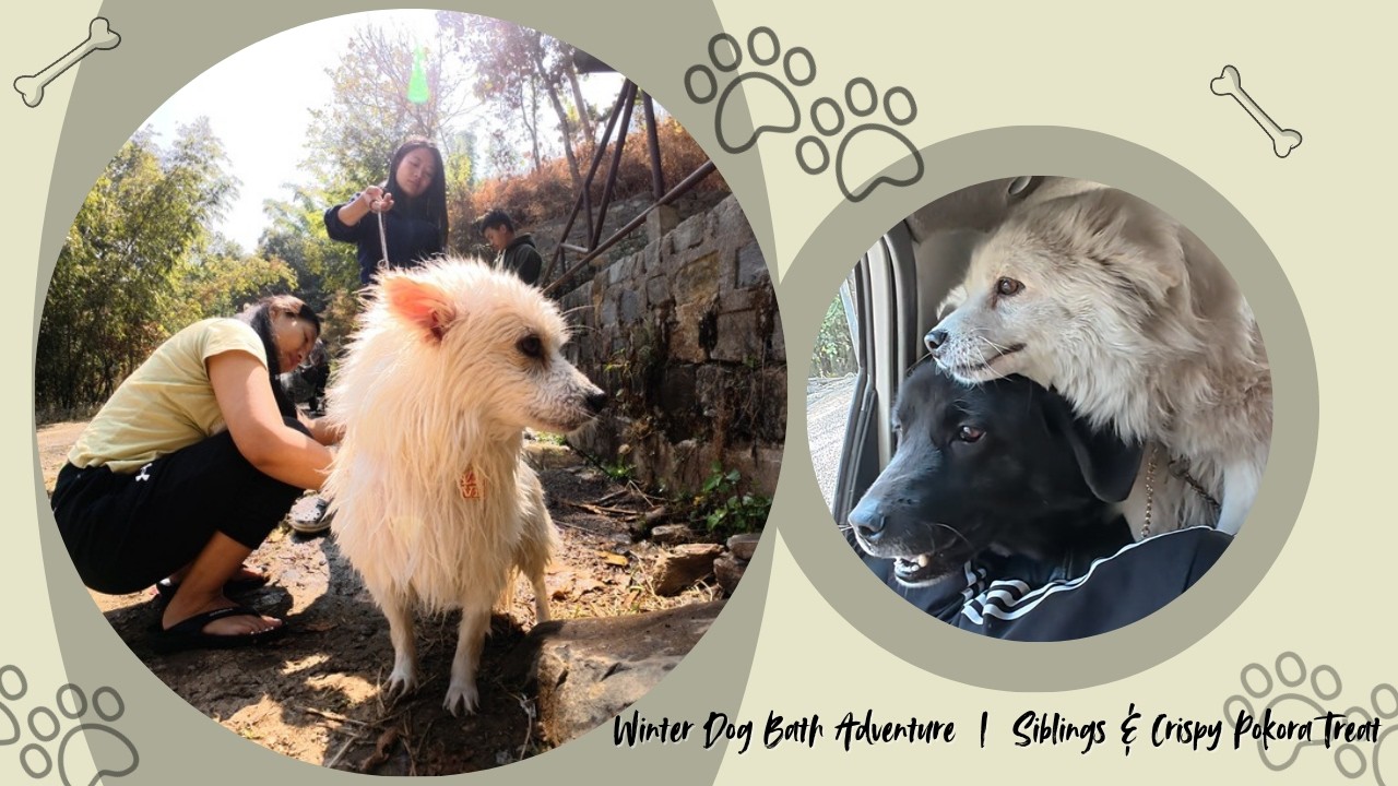 Winter Dog Bath Adventure 🐾❄️ | Siblings & Crispy Pokora Treat ❤️ #explore #animals #fypシ #vlog