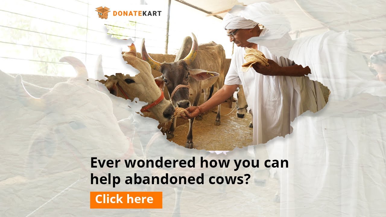 Join Hands With Sewadham Gaushala And Save Hundreds Of Cows
