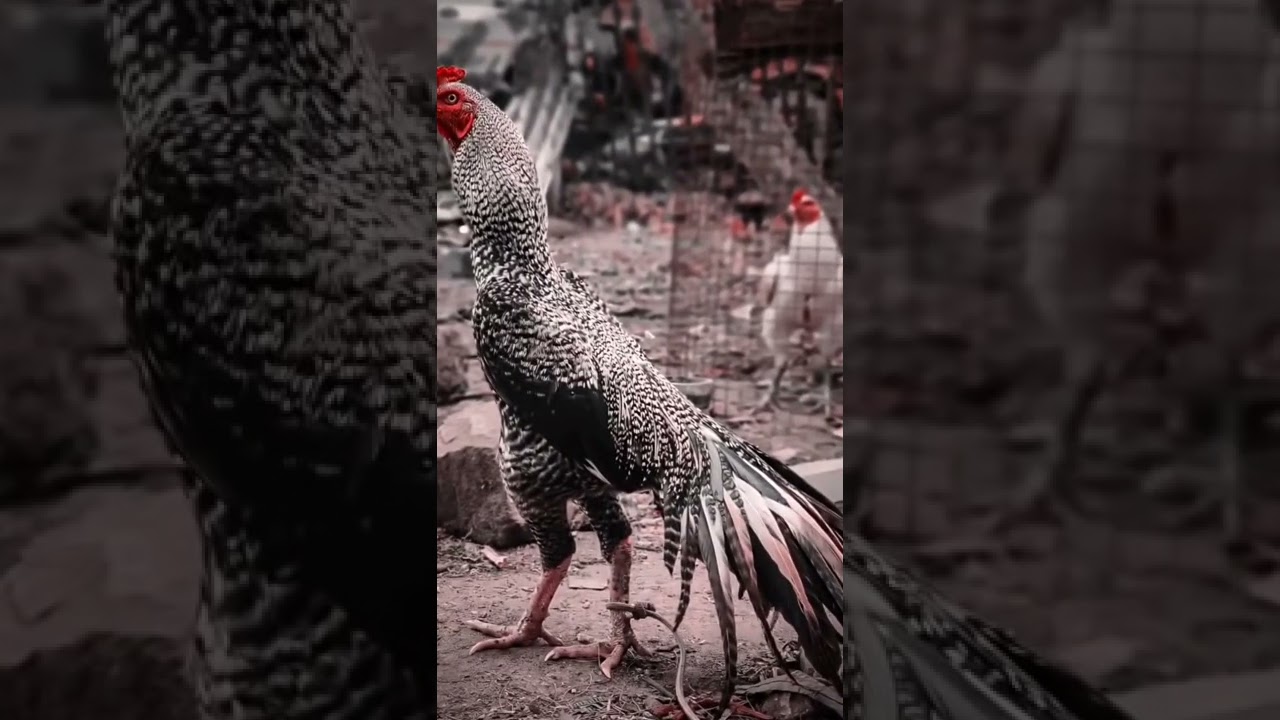 Sandai Seval Status 🔥 Rooster Fight Video 💯 #shorts #seval_sandai #truevibez