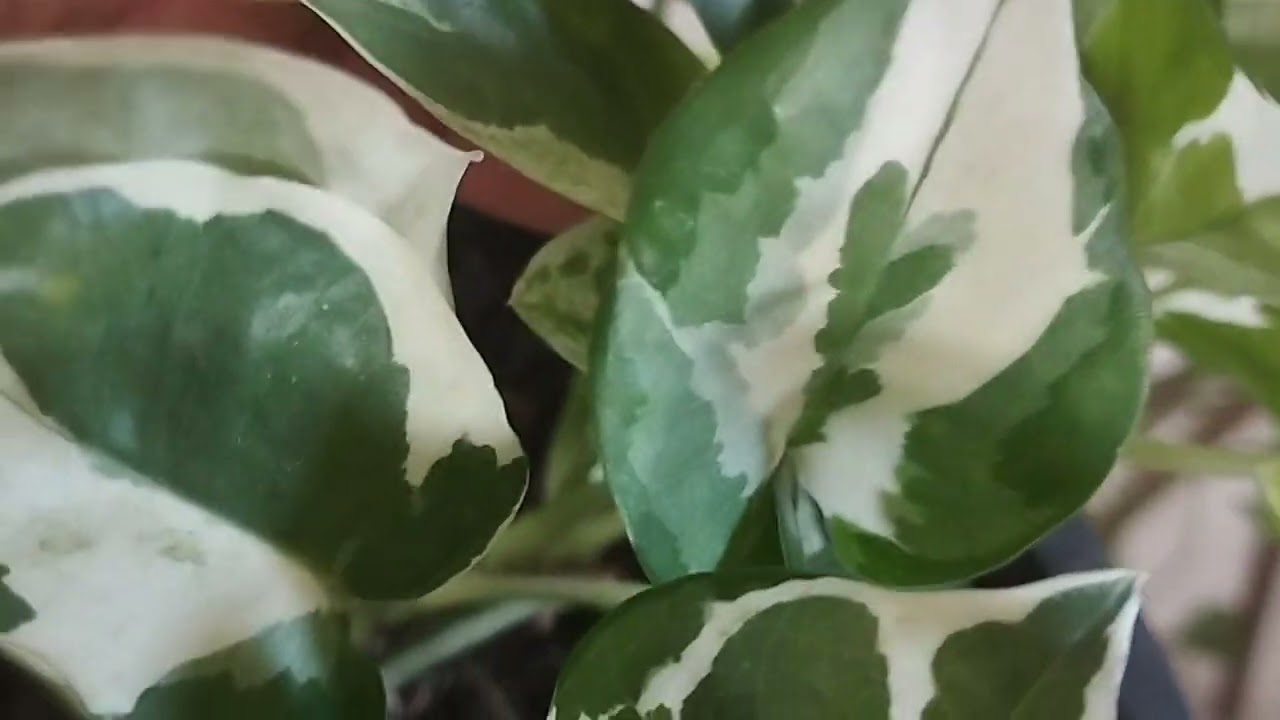 O cantinho hoje, é todo delas/jibóias.🌻🌻🌻👏👏👏👏