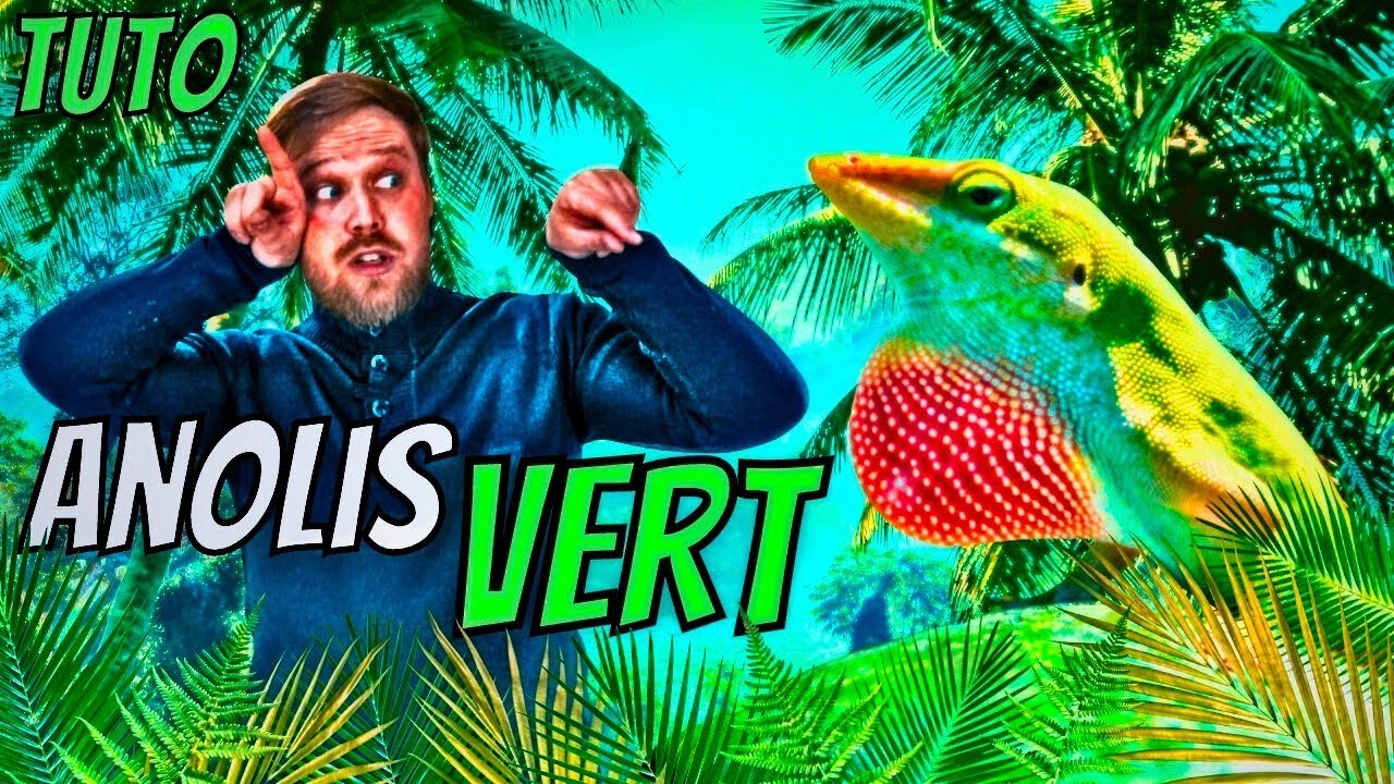 Enfin un TERRARIUM pour LOKI notre ANOLIS CAROLINENSIS ! TRUCS & ASTUCES ! [ ANI' MOOD ]