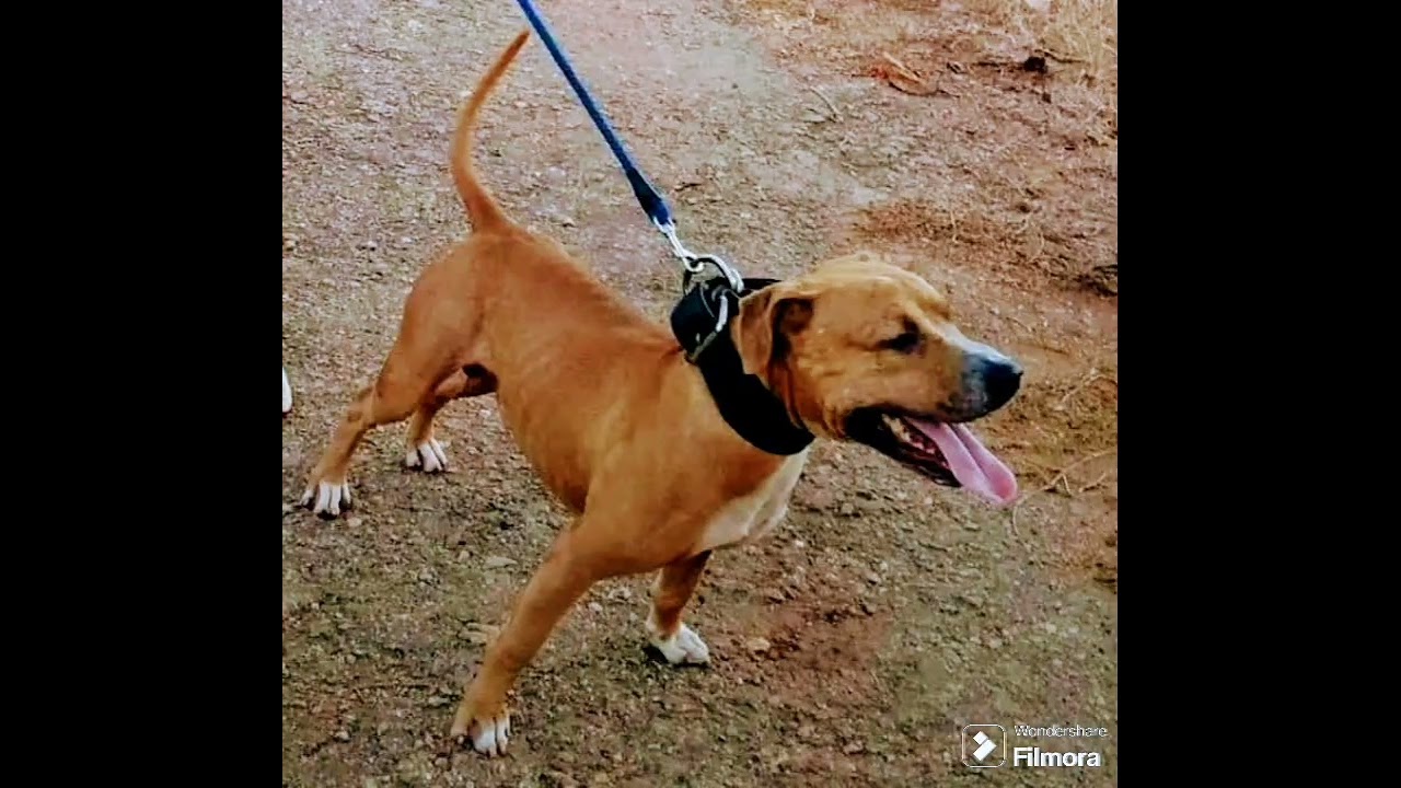 🇨🇺A.P.B.T🇺🇸🔥C H INTERNACIONAL KIRO 3XW🔥#apbthistory #gamedogs #doggames #americanpitbullterrier 