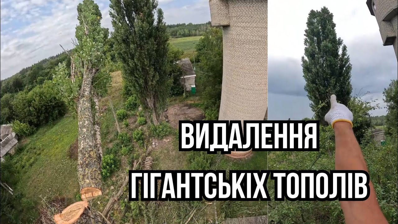Удаляем тополя возле башни