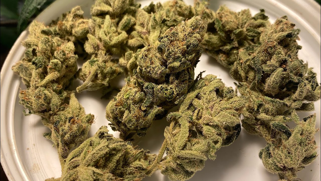 Indoor grow: Humboldt Jelly Donutz review