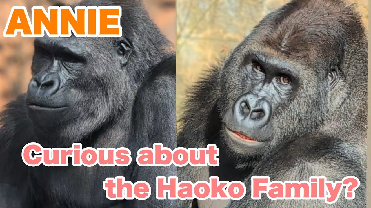 アニーちゃん、ハオコファミリーが気になる？【Annie is curious about the Haoko family?】2026.02.06