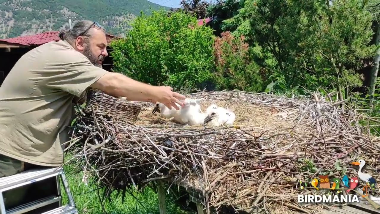 Adoption - Családbővítés 2023/5/31 ( @BirdMania-Madarpark )