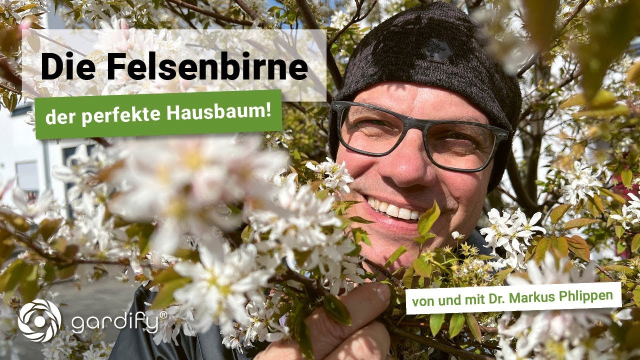 Die Felsenbirne als Hausbaum - ein Portrait zu Pflanzung, Schnitt und ökologischen Vorteilen.