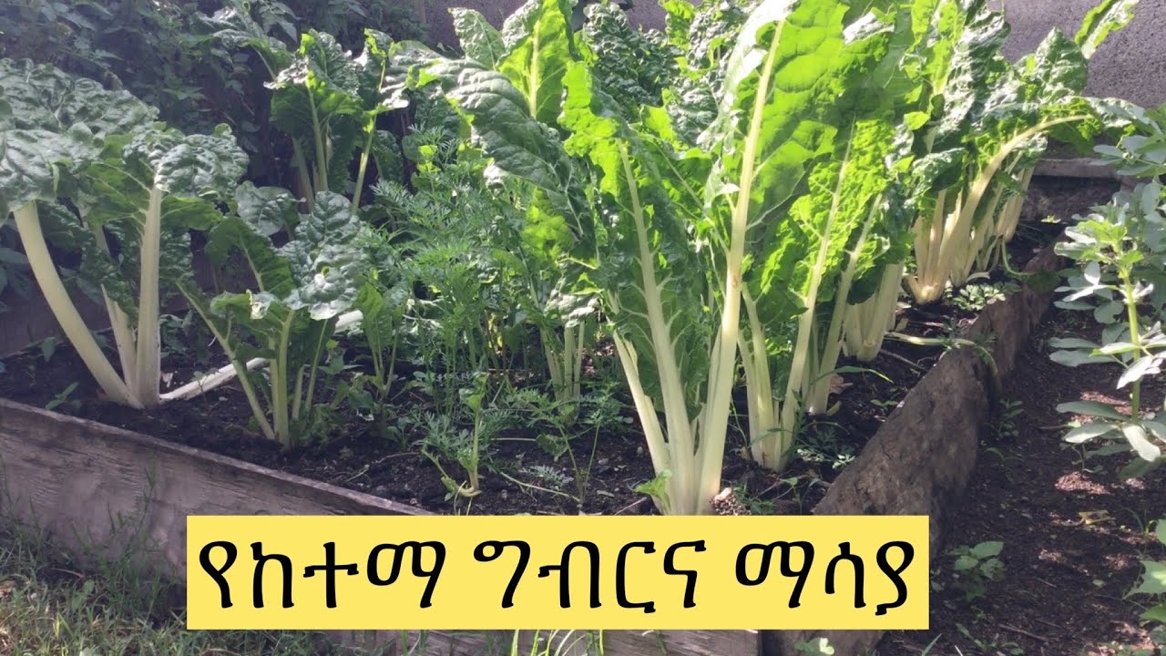 Ethiopia  በጣም አስደናቂ የቆስጣ አመራረት