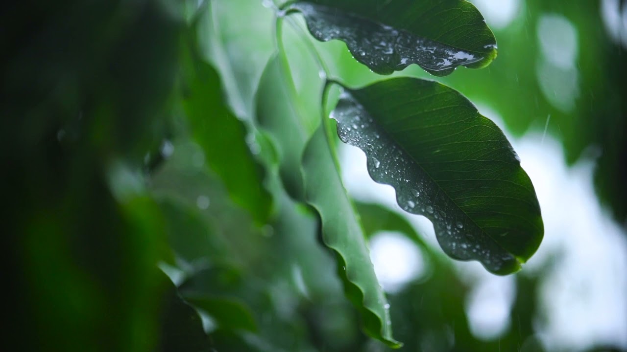 Soothing Rain Sounds (Fall Asleep, Lower Heart Rate/Anxiety)