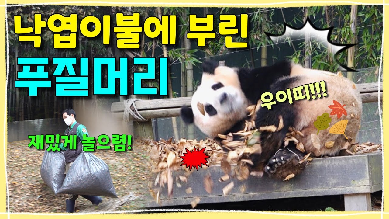 [ep.212] 낙엽이불에 한바탕 부린 푸바오의 이유있는 사랑스런 푸질머리💕🔥ㅣ할부지의 마음도 푸바오의 마음도 모두 가을해!🍂ㅣ에버랜드 판다월드
