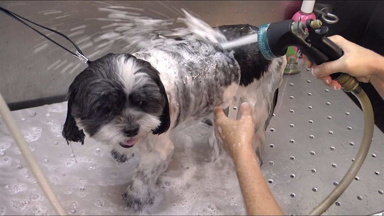 Take Paws: Mobile Pet Grooming