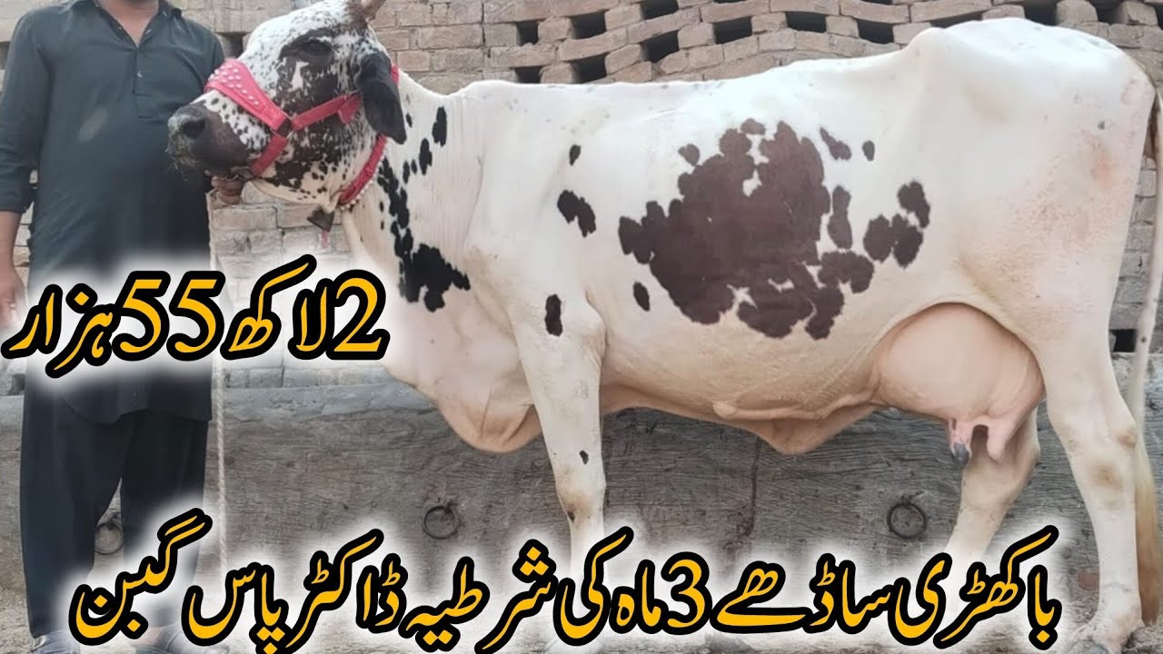💎فریزین چولستانی کراس گائے باکھڑی تین ماہ کی شرطیہ ڈاکٹر پاس گبن 03263951451//19اکتوبر2025قیمت 255k