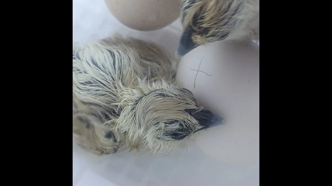 Silkie Eggs Hatching