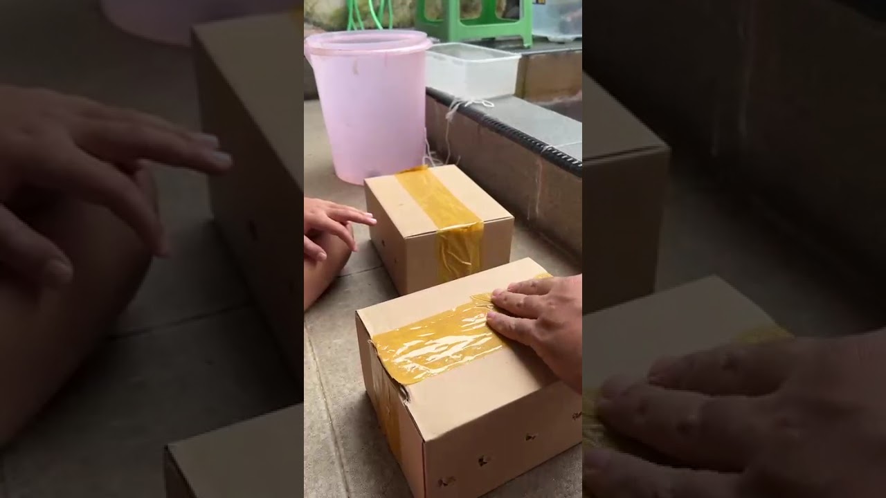 Unboxing IGUANA Red Albino #hewanpeliharaan  #iguana 