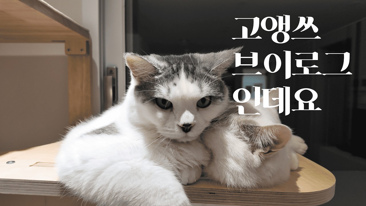 고앵쓰 븨로그...신입인사드립미다...