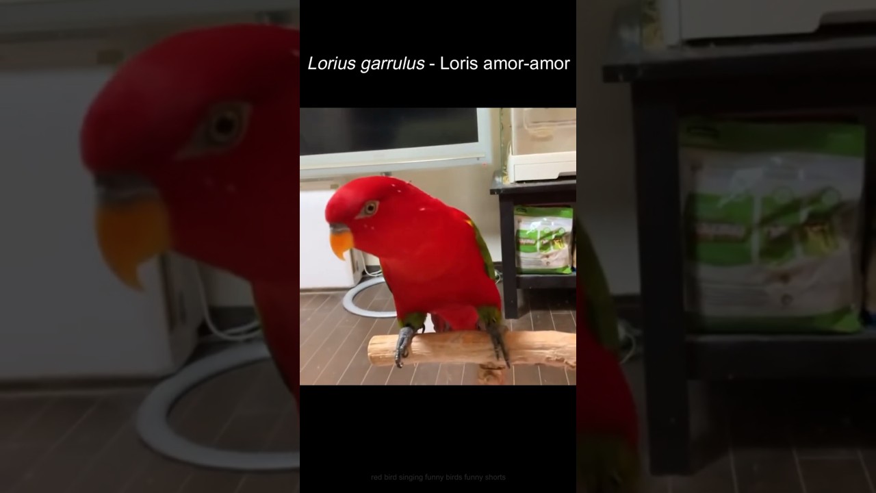 Loris Amor amor afinando a voz #passaros #feiralivre #aves