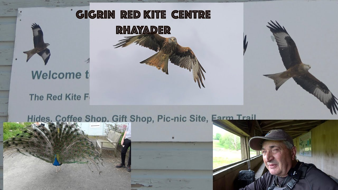 Gigrin Red kite Centre Rhayader