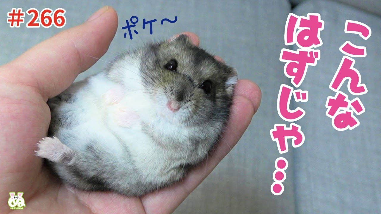 育て方を間違えた結果、野生の本能を忘れてしまったハムスター。