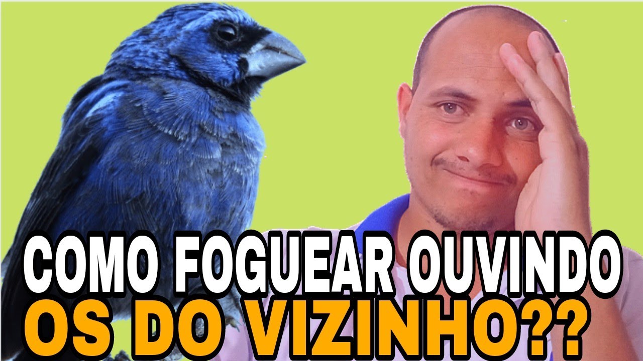 Como foguear meu AZUL&Atilde;O frio saindo de muda com os do meu vizinho cantando muito?